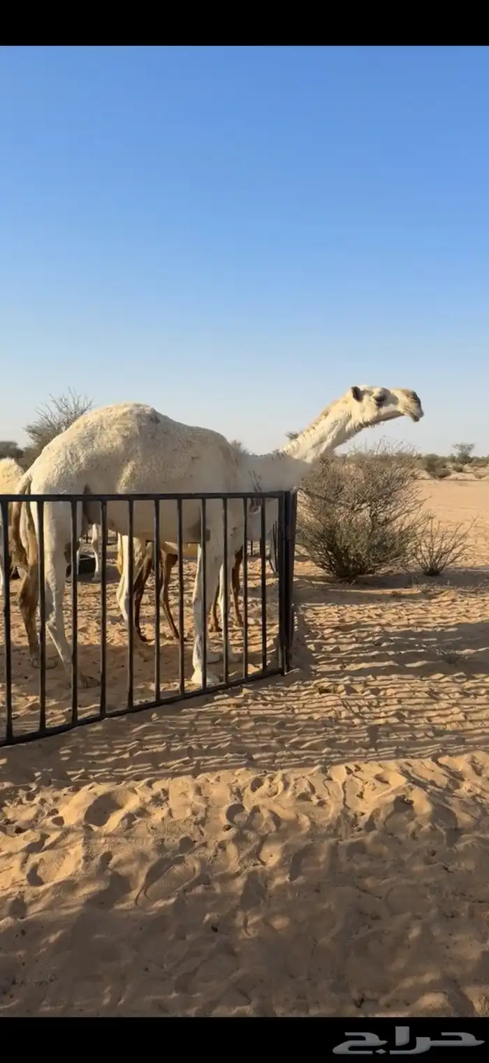 عشرا مسحوب حاشيها كفو 9