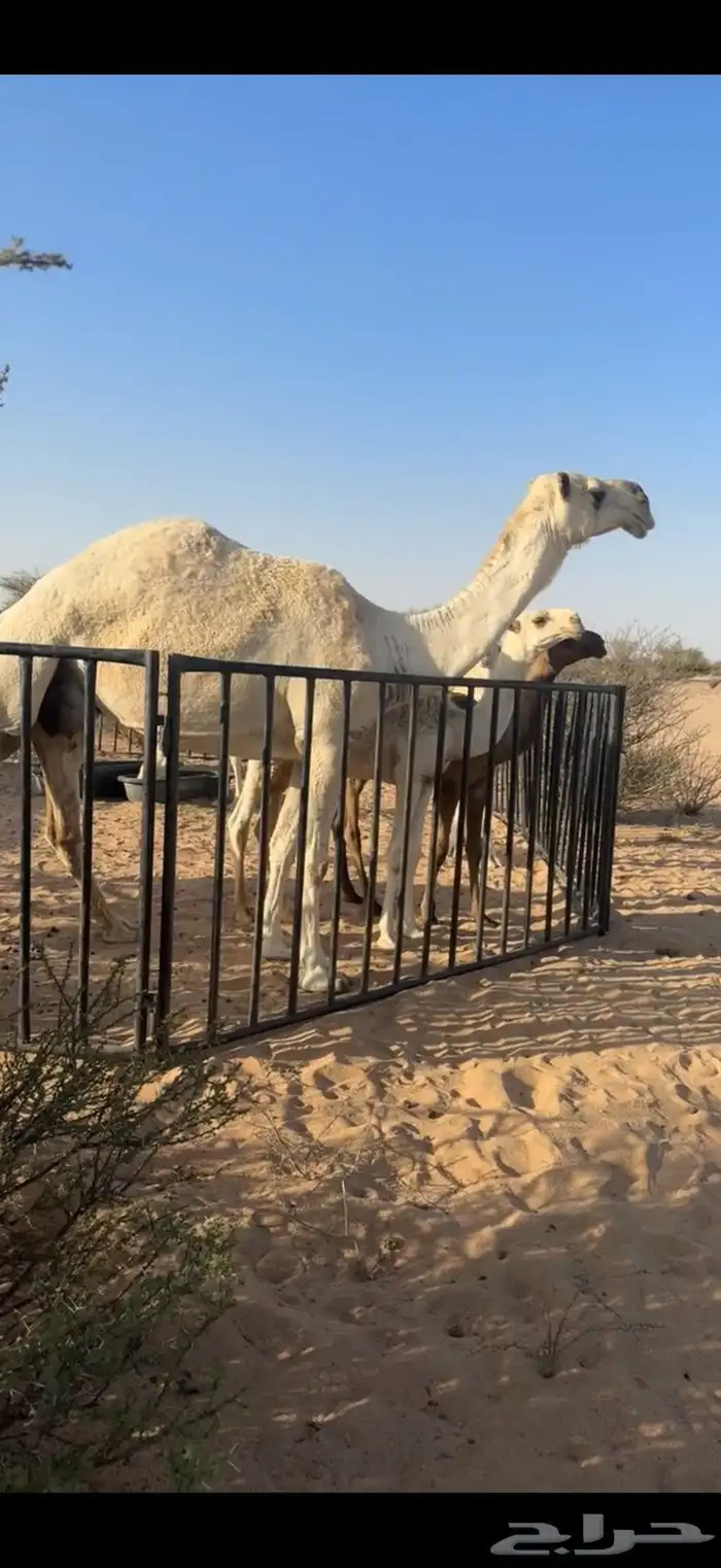 عشرا مسحوب حاشيها كفو 6