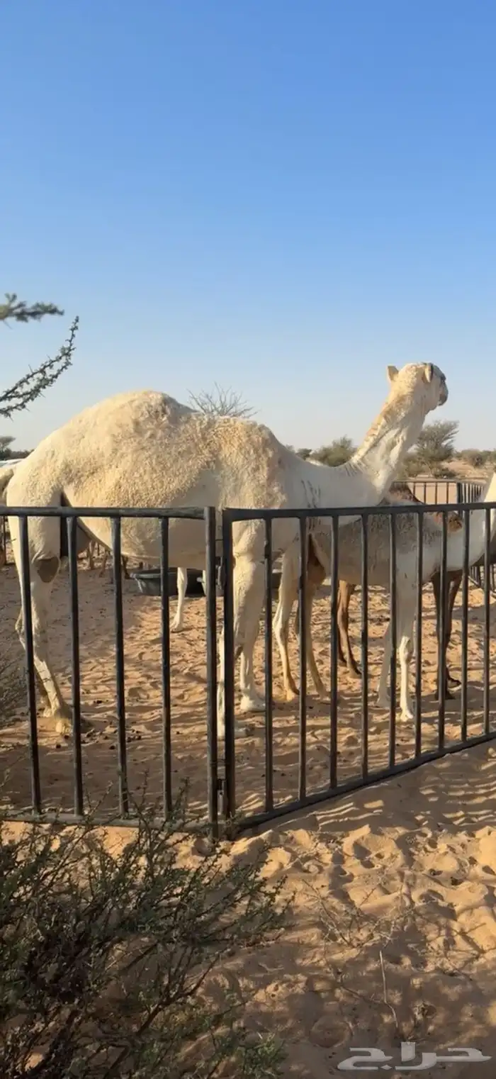 عشرا مسحوب حاشيها كفو 2