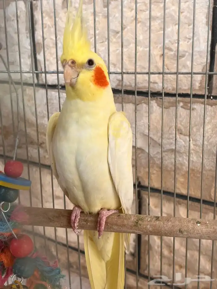 تعليم وتدريب طيور ازينه 5