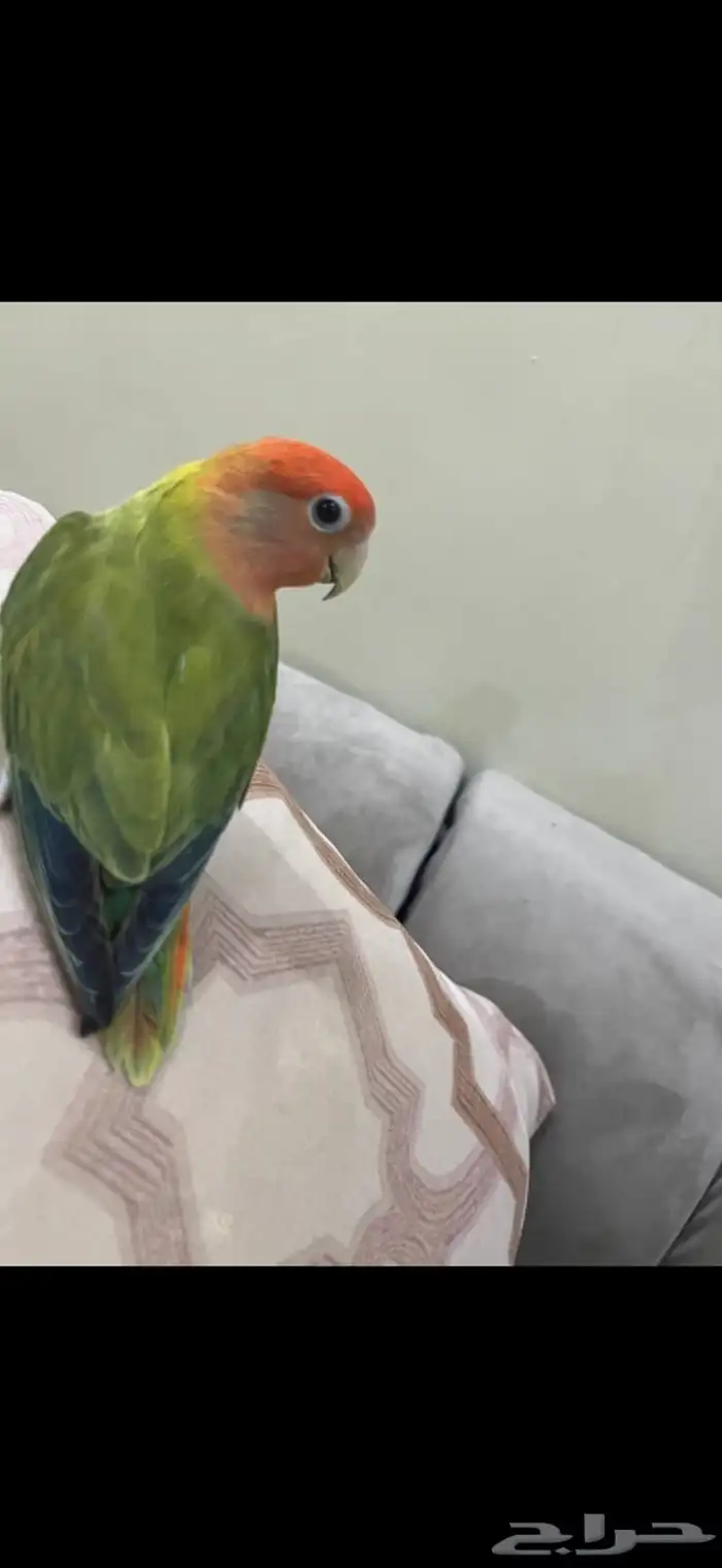 للبيع بغبغاء الروز اليف 3