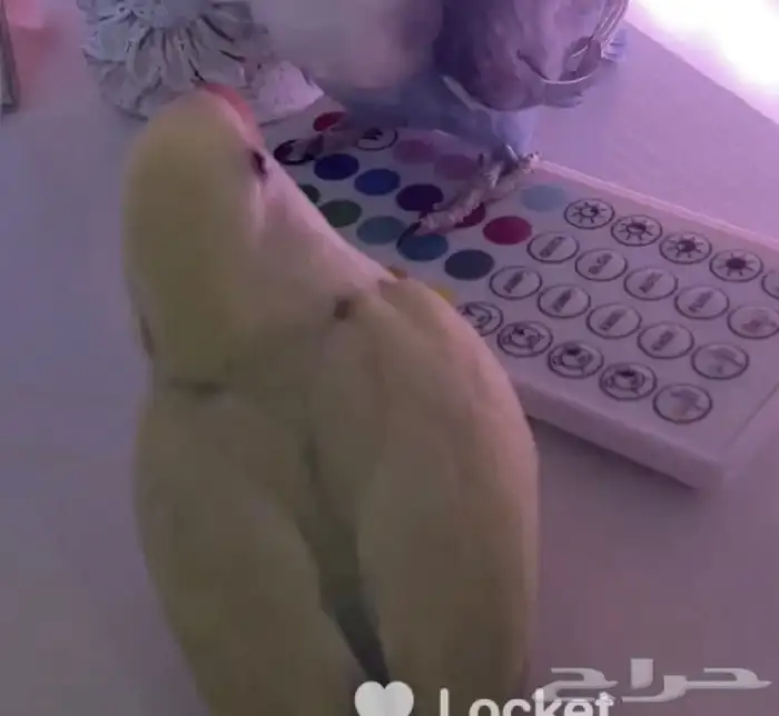 روز مفقود 1