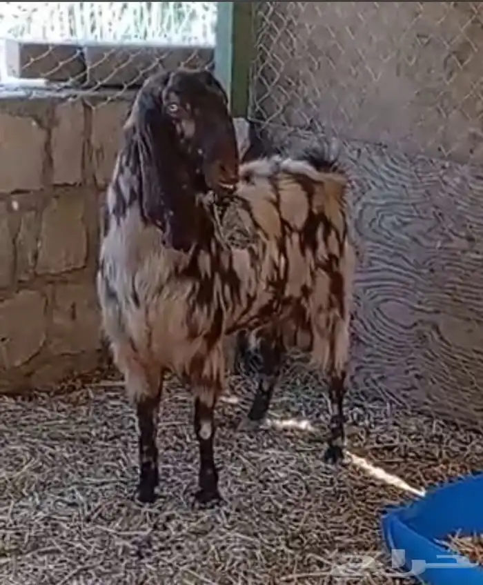 فحل مصري كاموري طيب ومنتج وحار بالقريع وجفره تم البيع 0