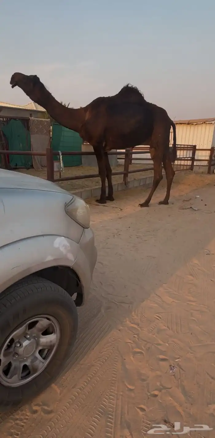 فحل كفو ولد مخوف الامير متعب وطالع من مزاده 0