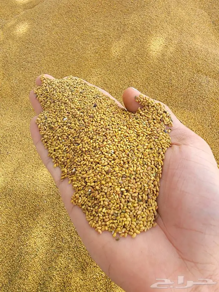 بذور برسيم ساحلي سنا 1