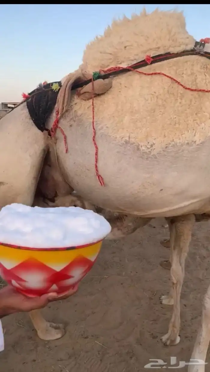 عشراء تحتها بكره ثالثها شاق في راسها سليمه شرط وشكل فل 1