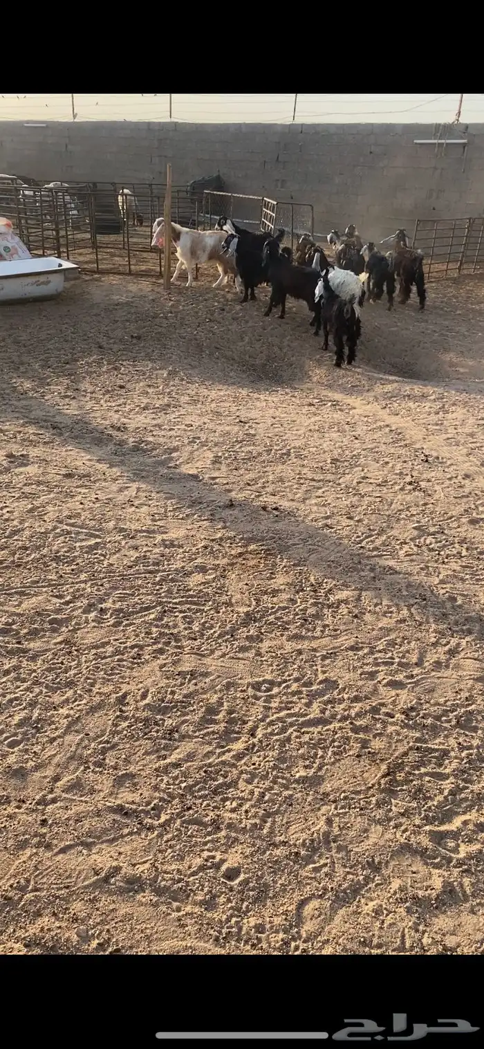 معزا جذعات مراح عوارض 12بلفحل مجنوي 5
