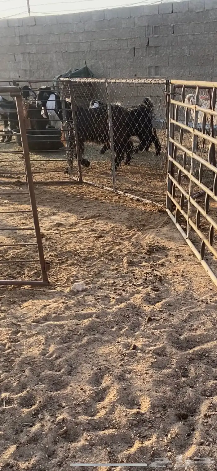 معزا جذعات مراح عوارض 12بلفحل مجنوي 1