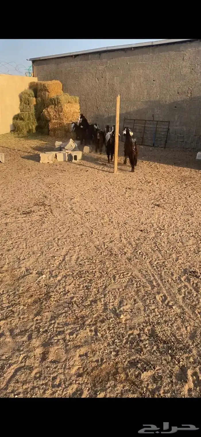 معزا جذعات مراح عوارض 12بلفحل مجنوي 6