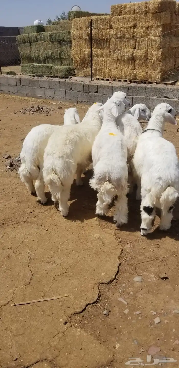 طليان جذعان جبرة 4