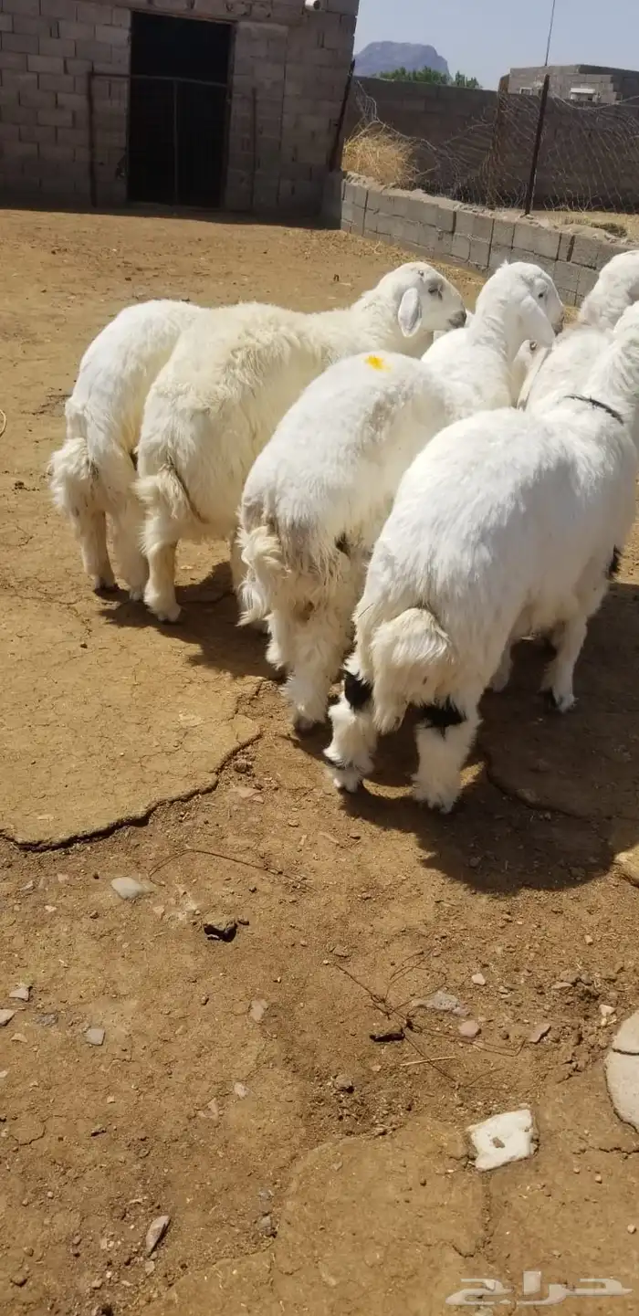 طليان جذعان جبرة 2