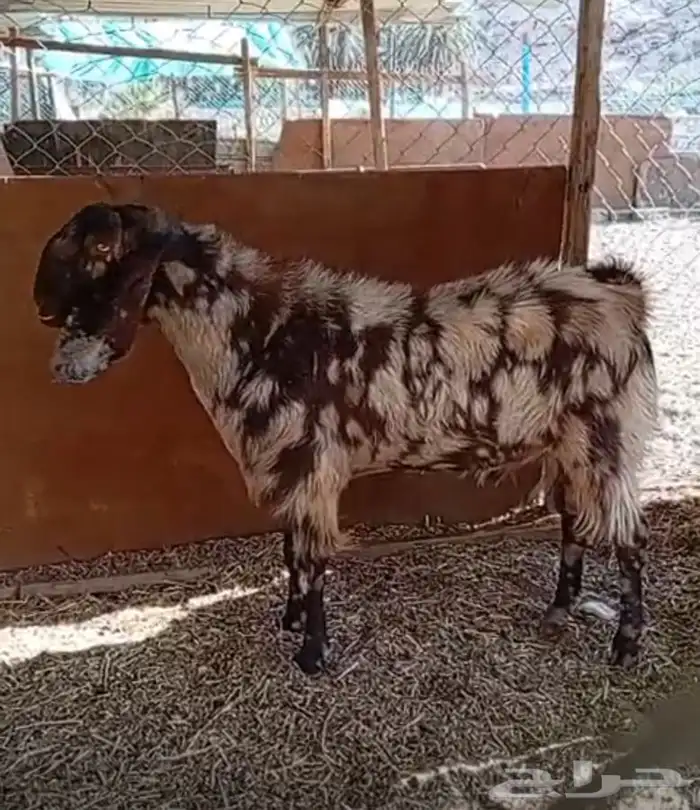 فحل مصري كاموري طيب ومنتج وحار بالقريع وجفره تم البيع 2