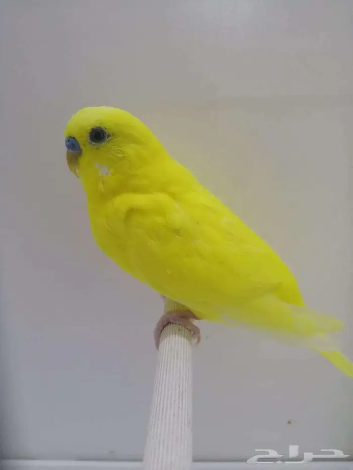زكر بادجي.. 2