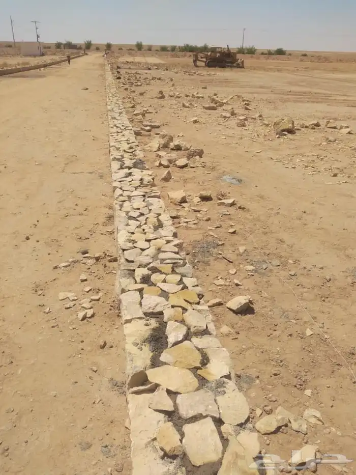 نخيل لبيع 2