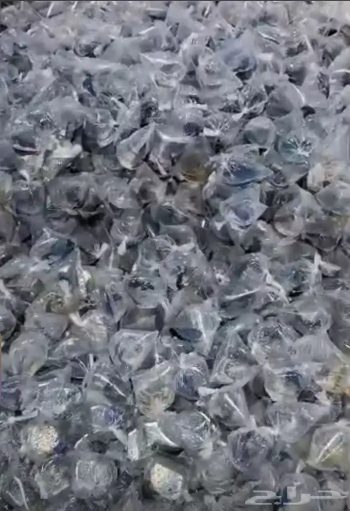متوفر جميع انواع اسماك الزينة جملة و قطاعي بحري وعذب 26