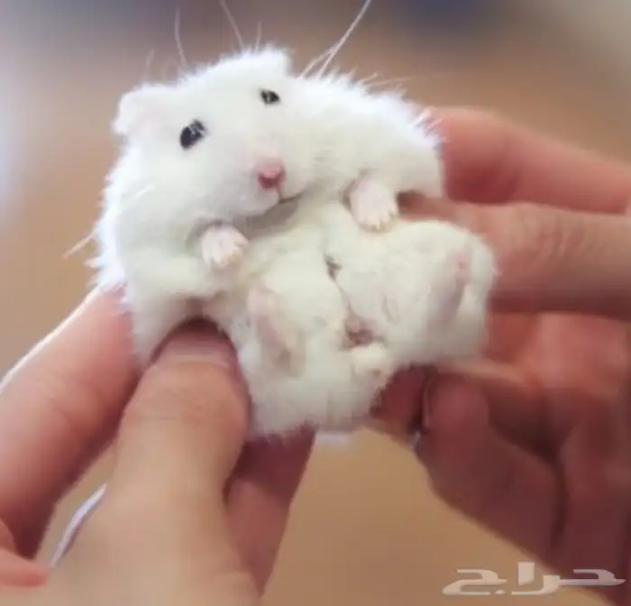 زوج هامستر روسي ابيض عيون حمر مع بيت3 دور 0