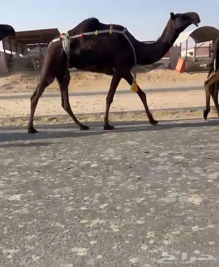 للبيغ خفوت ثنو 0