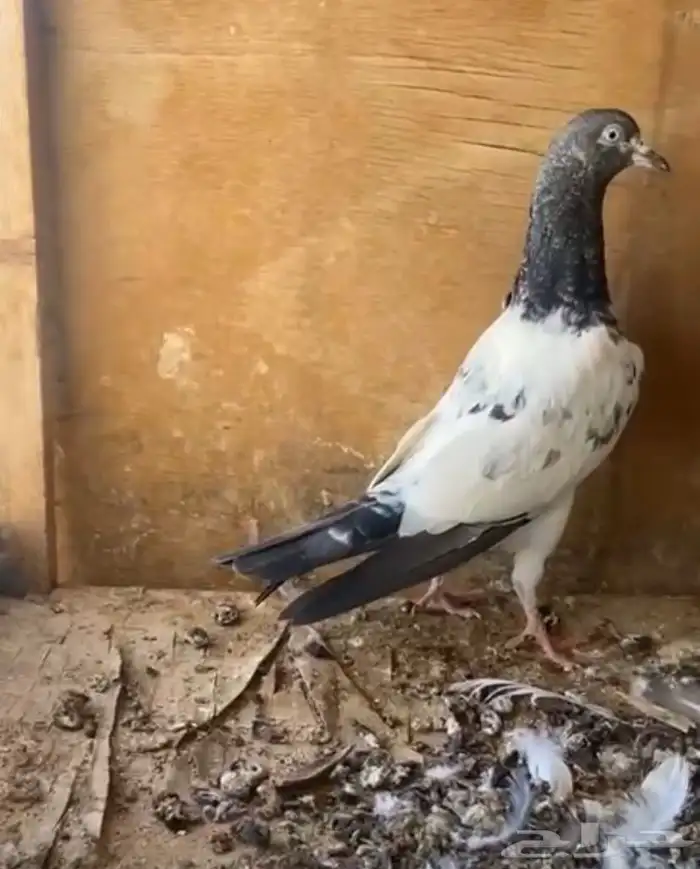 حمام باكستاني 3