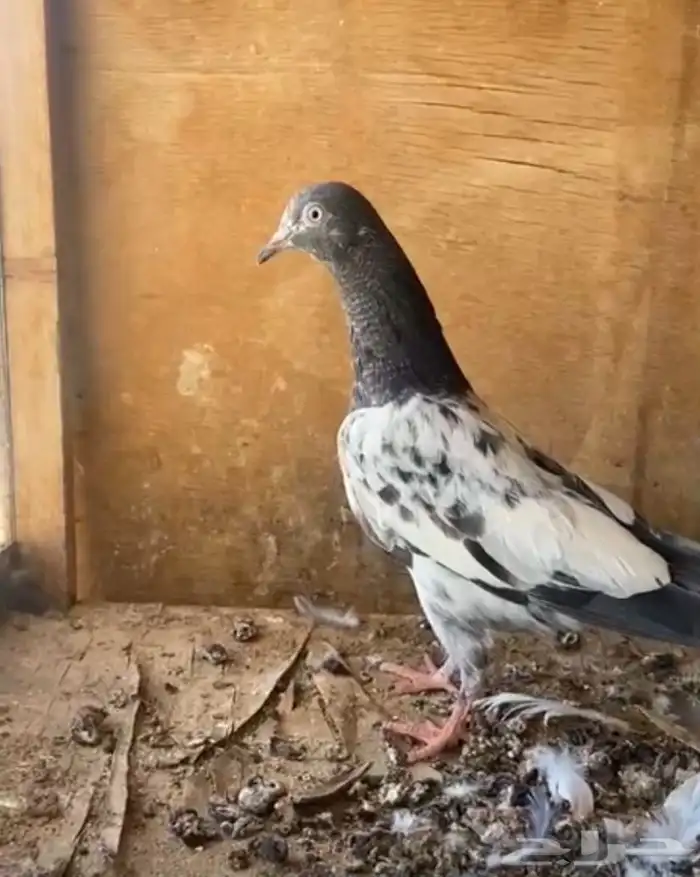 حمام باكستاني 2