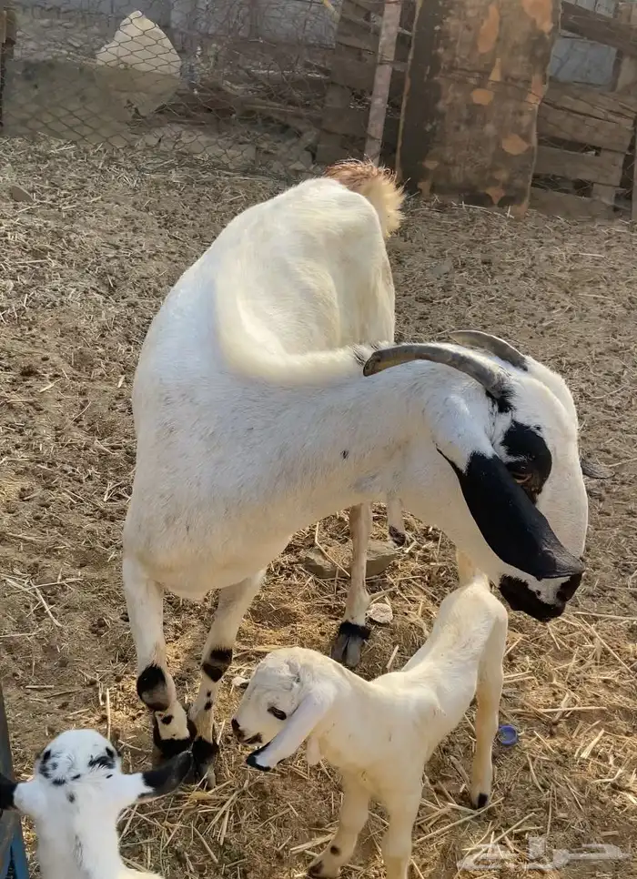 عنز بيشيه البيع 1