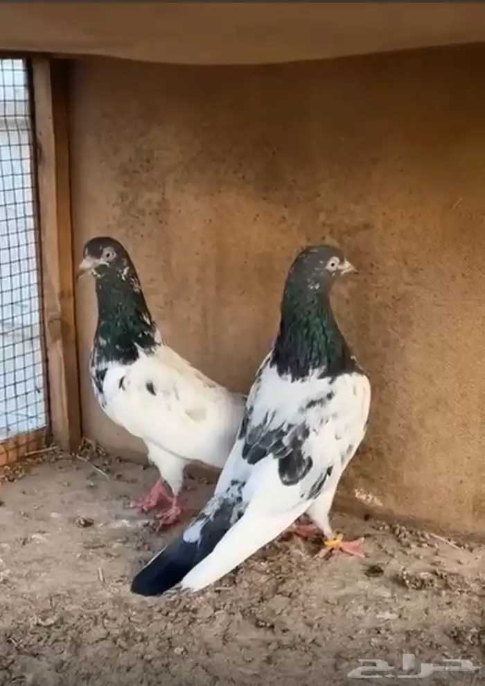 حمام باكستاني 1