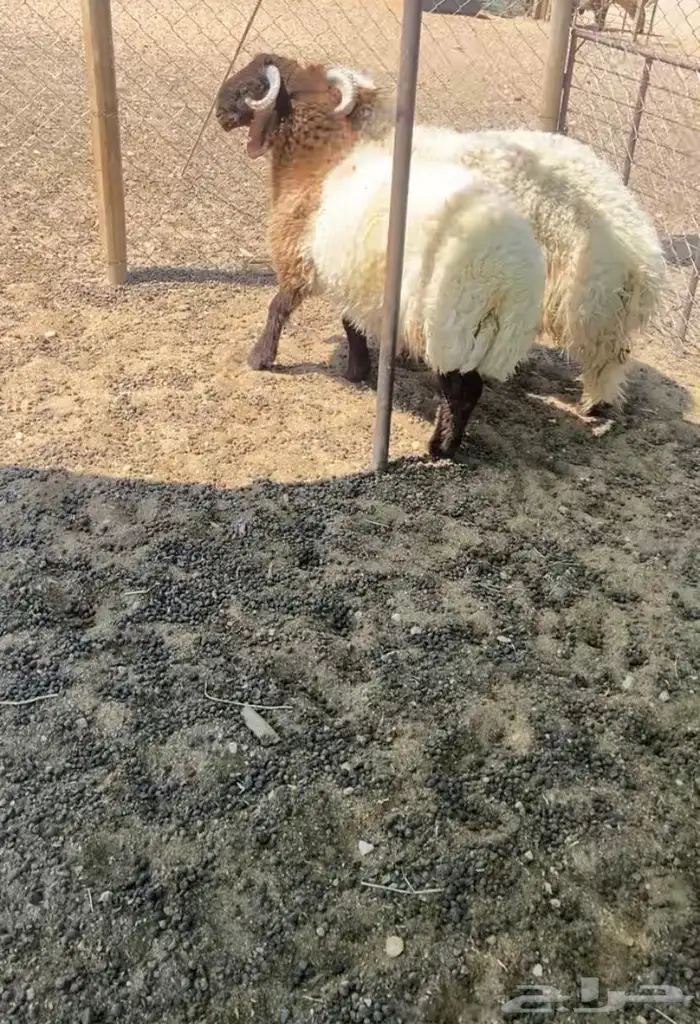 طليان العدد 2 للبيع 1
