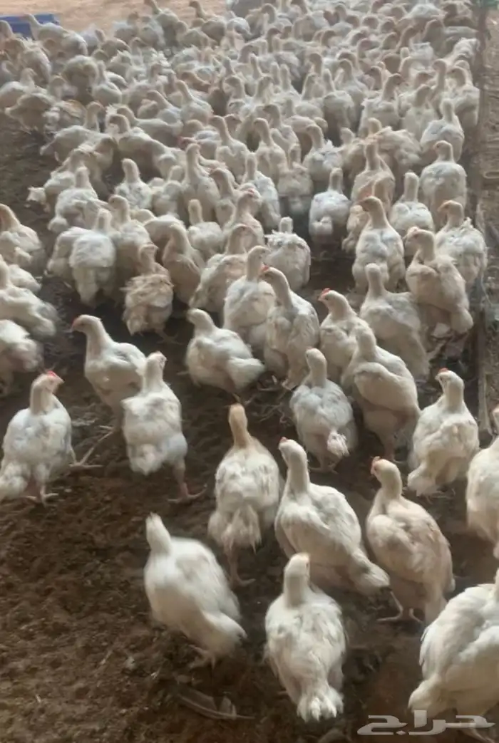 سلام عليكم متوفر دجاج لحم صحه شرط طيب بلحيل 1