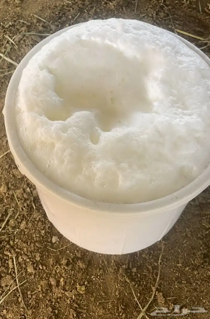 للبيع بقره خلفه 3