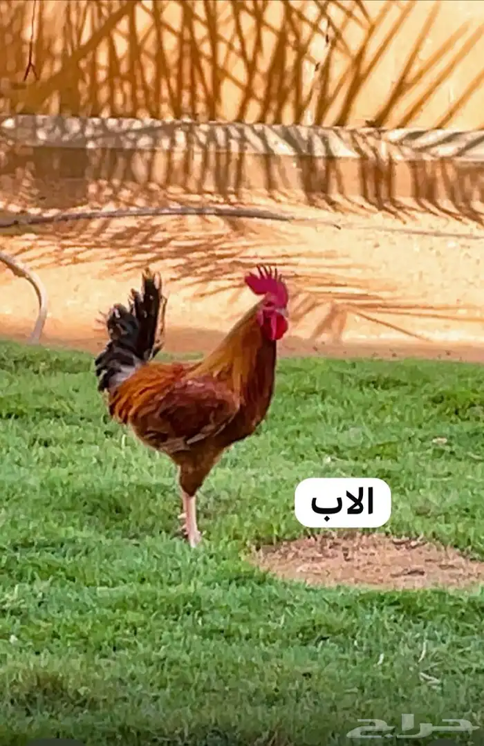 دجاج عربي شرط يرجن على البيض 3دجاج وحد ديك 0