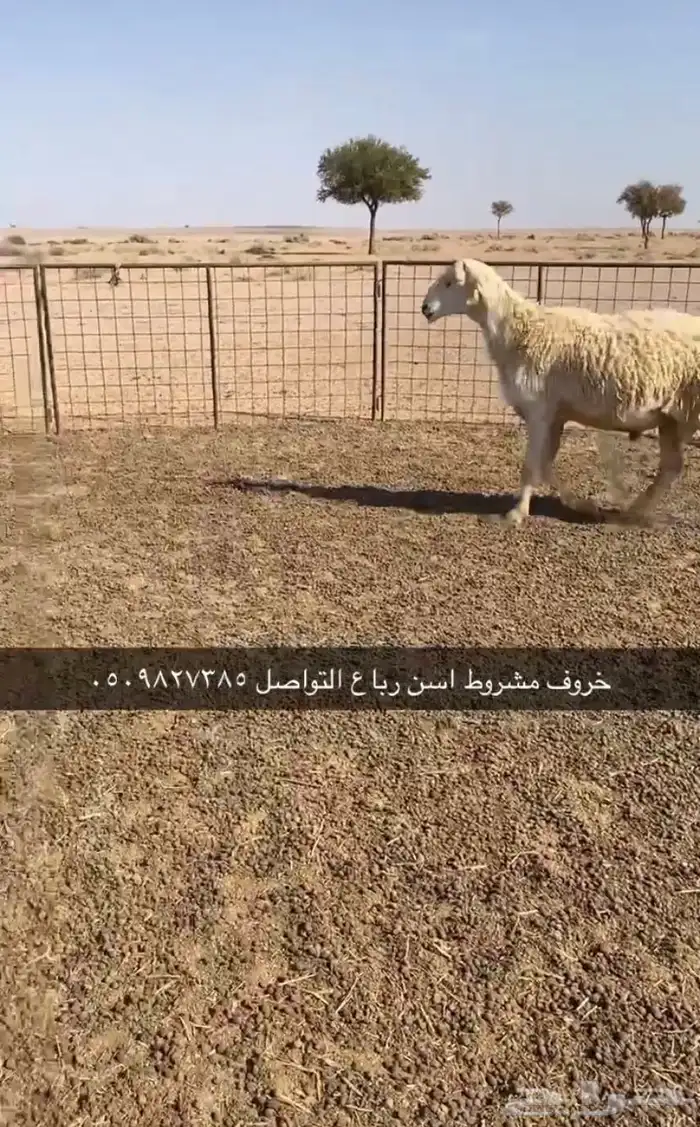 نعجه حريه صنف دافع وطلي رباع مشروط التواصل 1