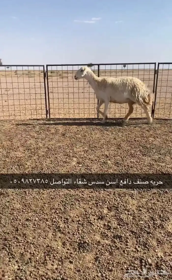 نعجه حريه صنف دافع وطلي رباع مشروط التواصل 0