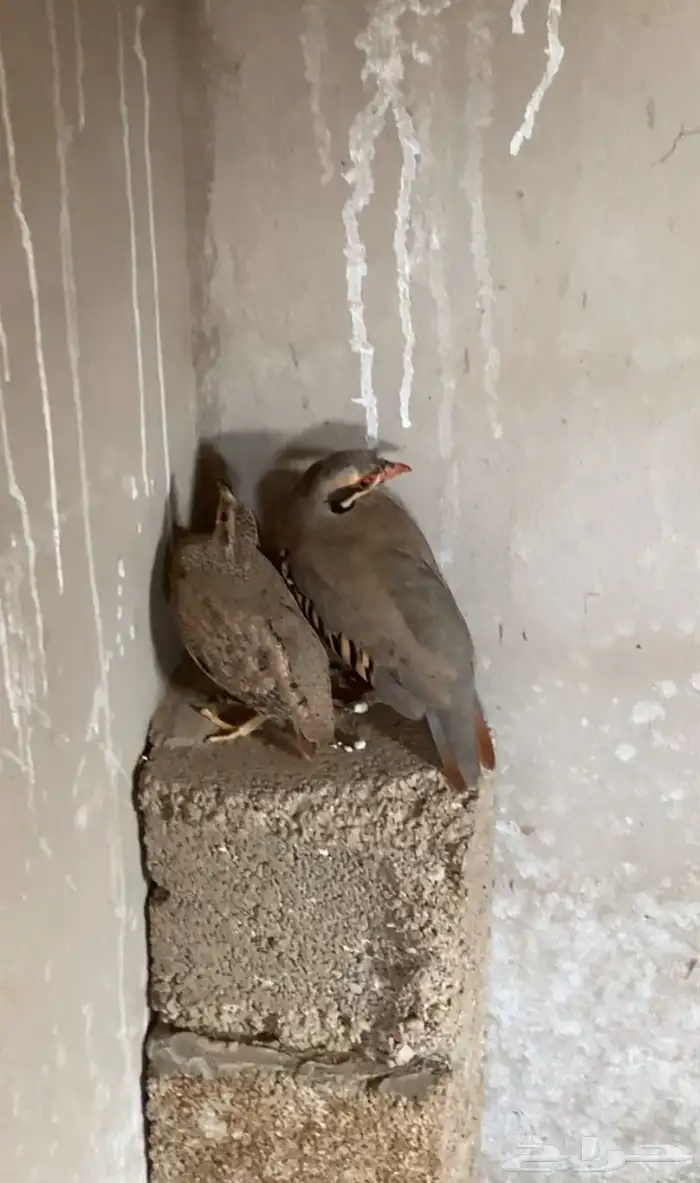حجل3 وعرفي 1لبيع 0