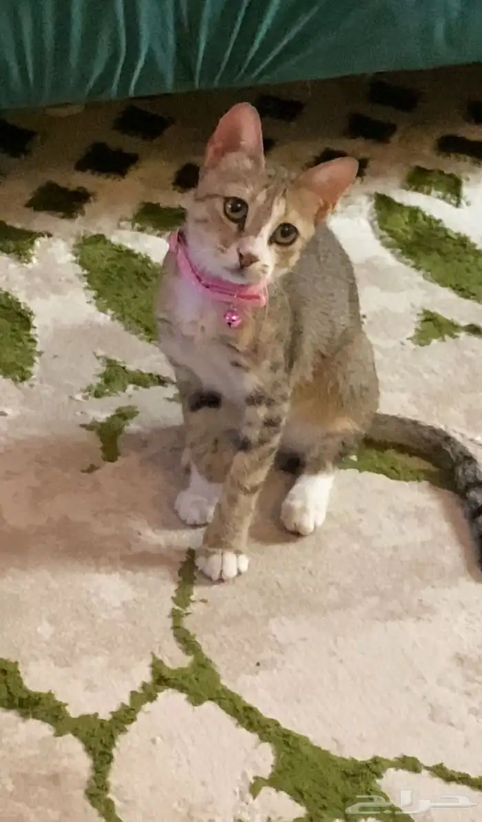 قطط للتبني مع مزايا مجانيه واكل مستمر 3