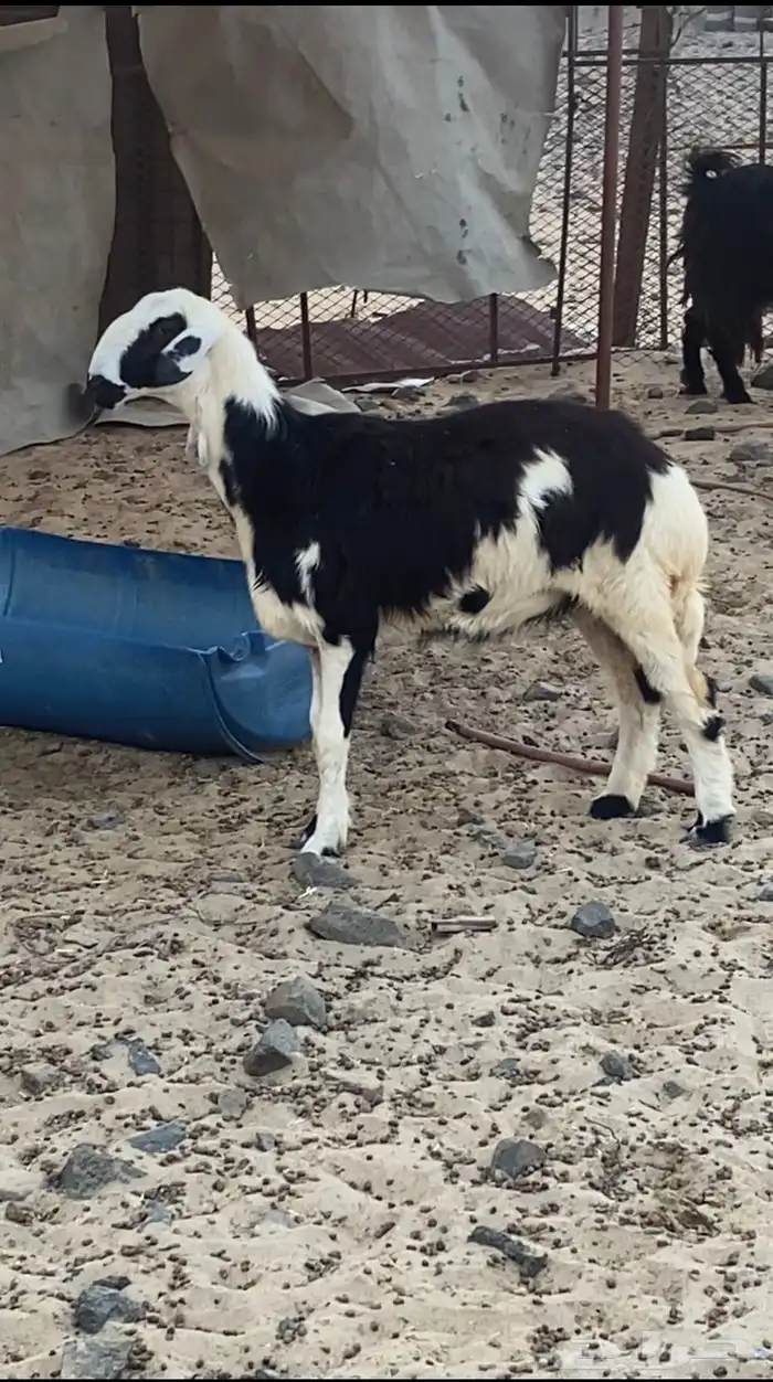 رخل جذعه حايل شرط ومقفل لحم و شحم 2