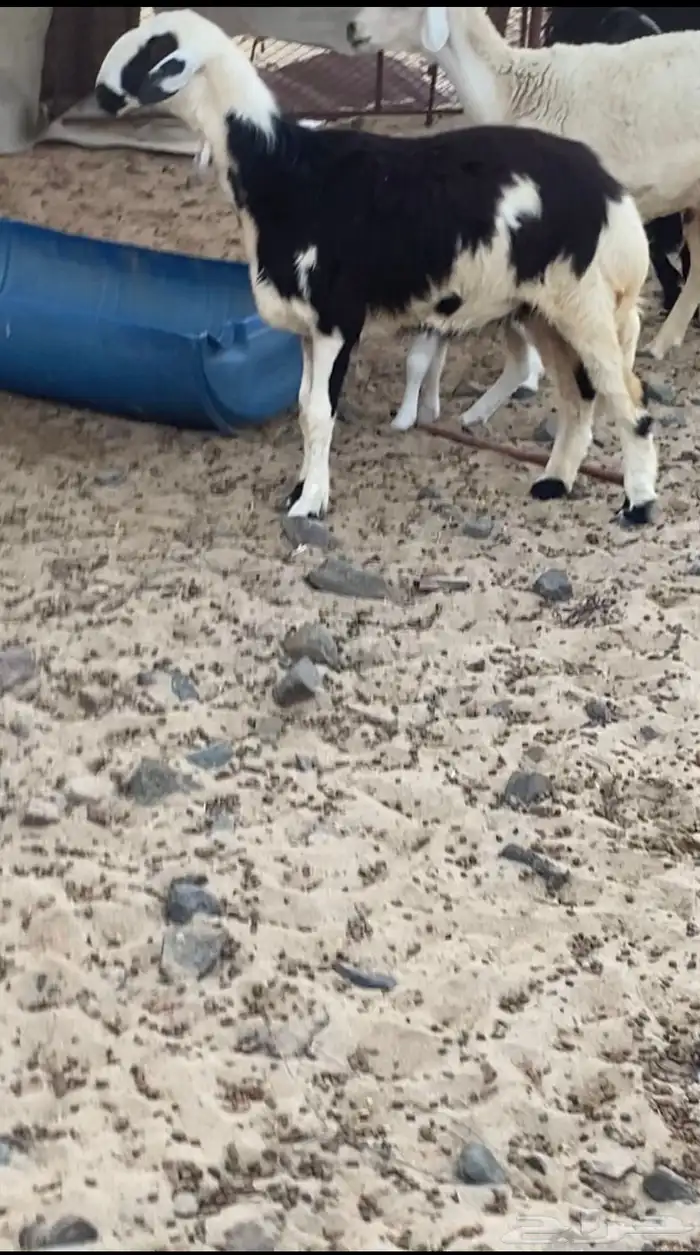 رخل جذعه حايل شرط ومقفل لحم و شحم 3