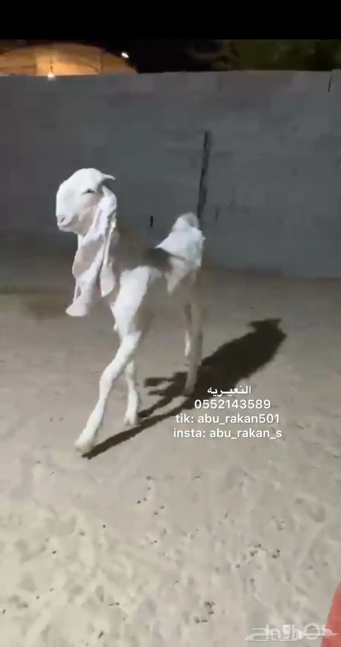 عنز جفره مطوره 1