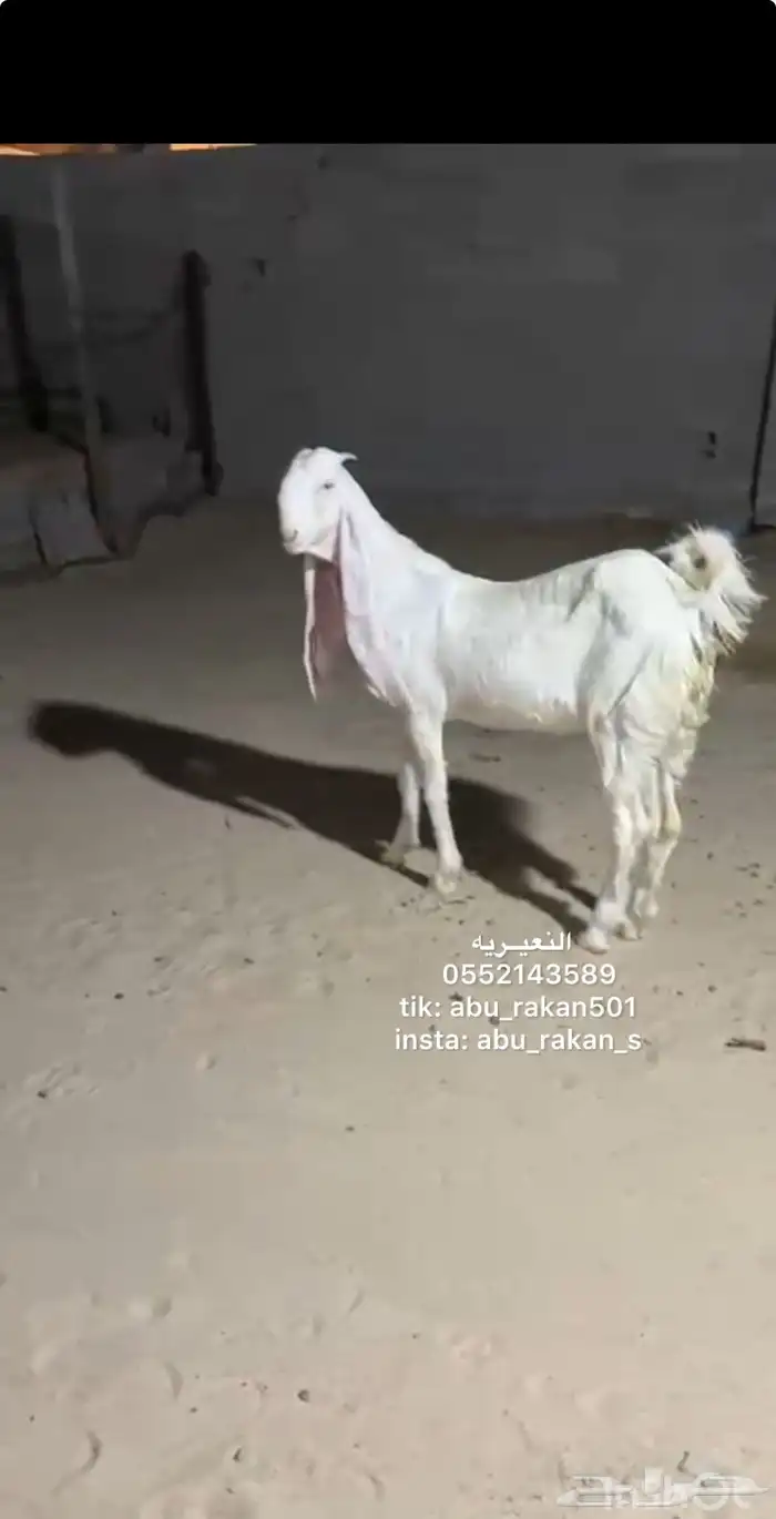 عنز جفره مطوره 3