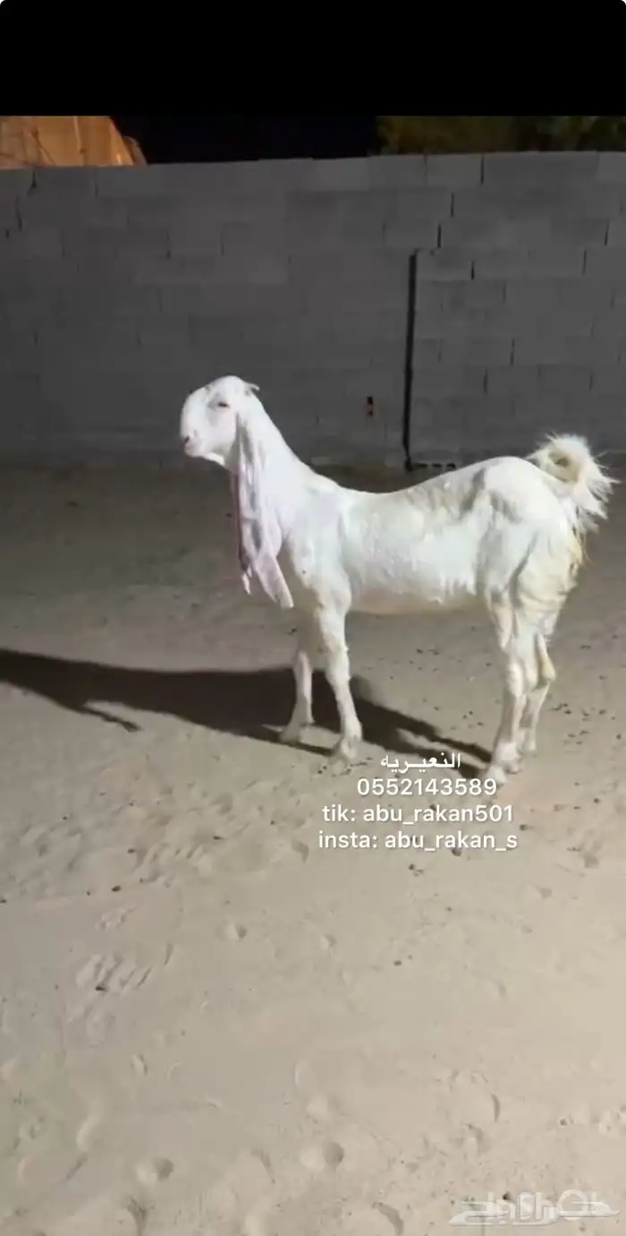 عنز جفره مطوره 0