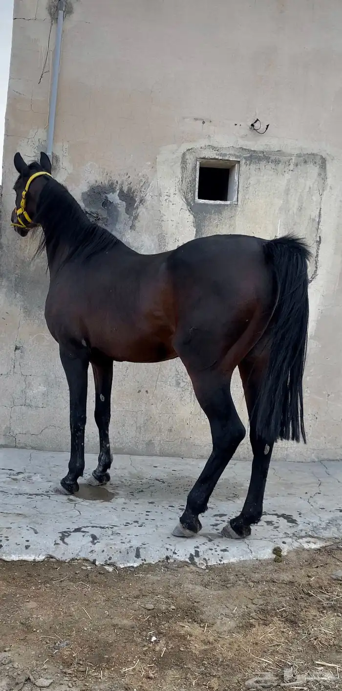 فرس شعبيه شيبخه 0