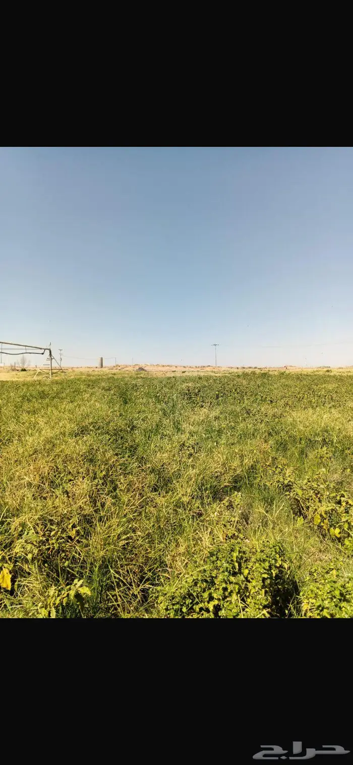 للإيجار مرعى غنم 0