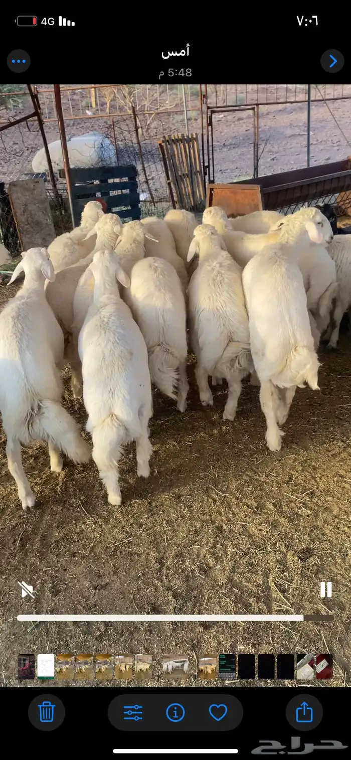 طليان جبره 0