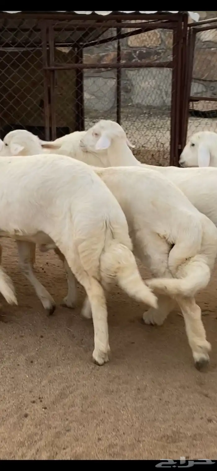 11 خروف كفو كفو وفيها مشاريع 4