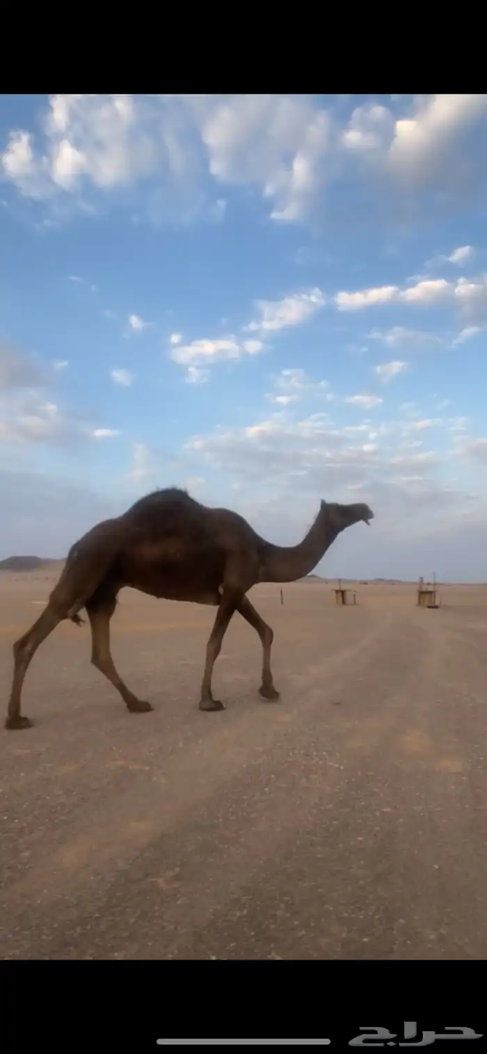 للبيع 2