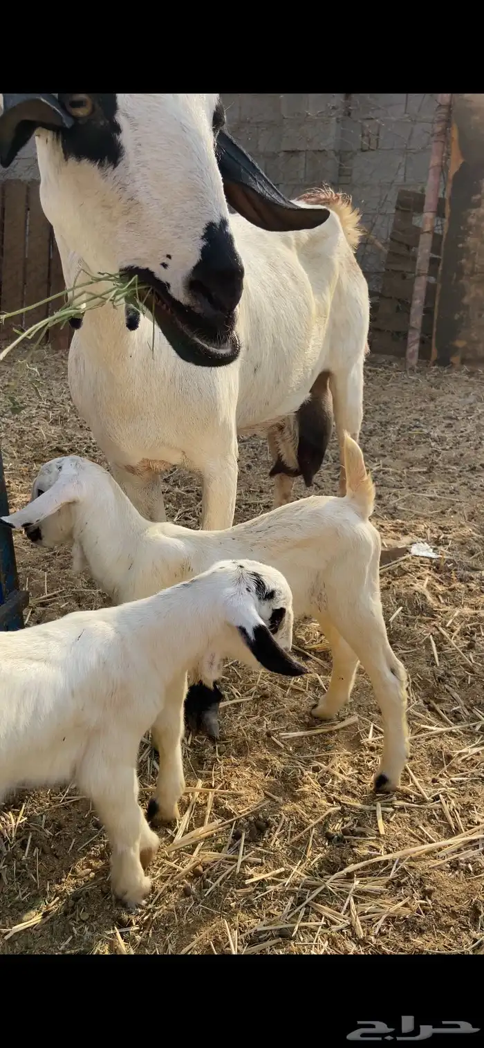 عنز بيشيه البيع 0
