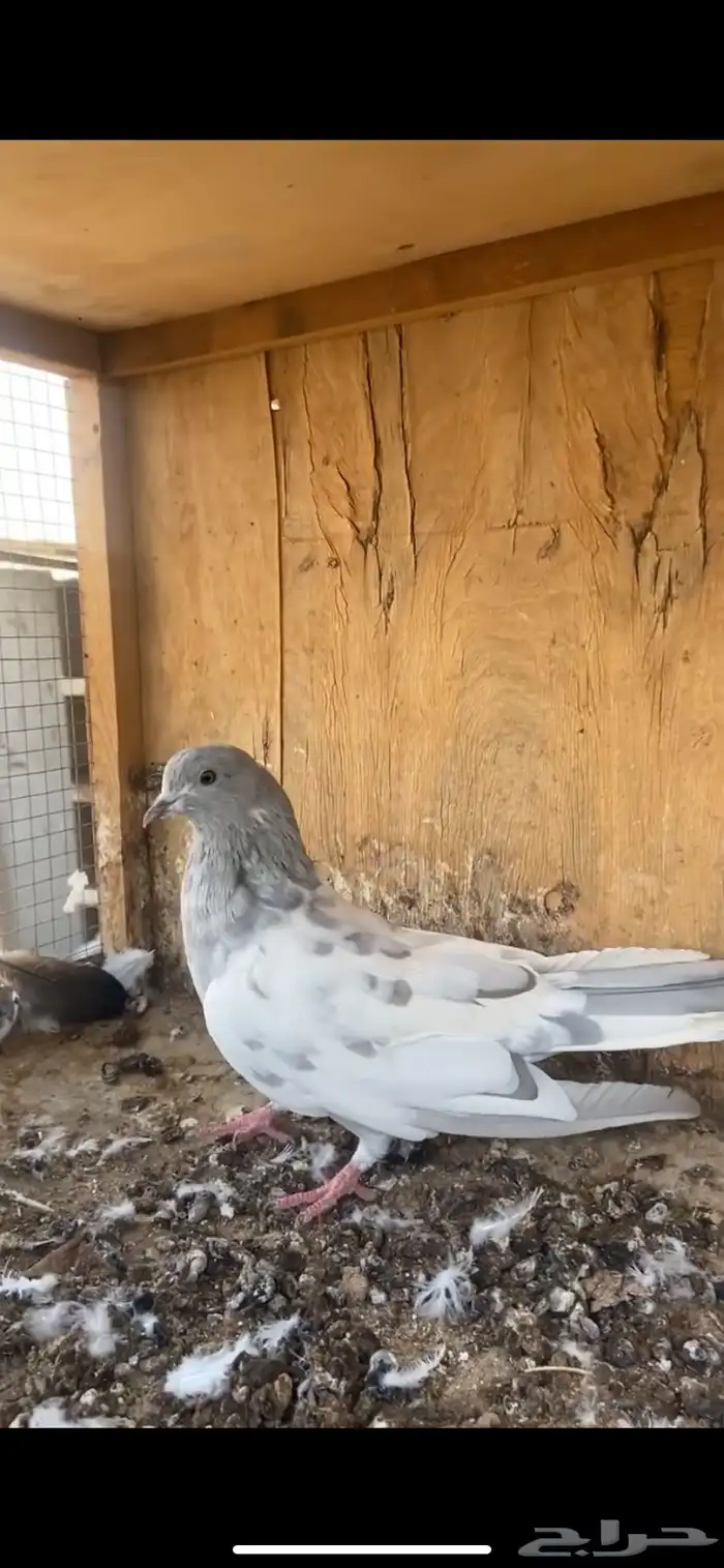 حمام باكستاني 6