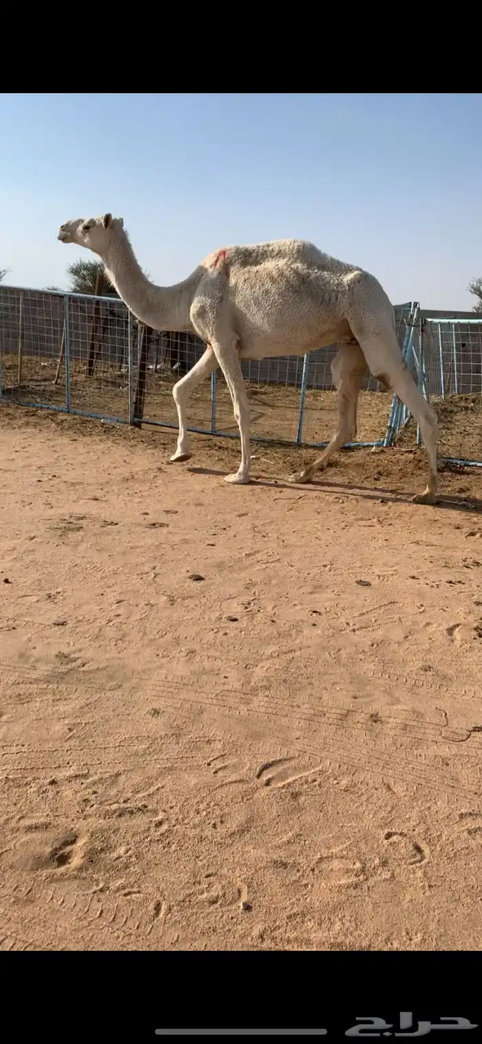 للبيع ضريبه وضحا سنها سديس 1