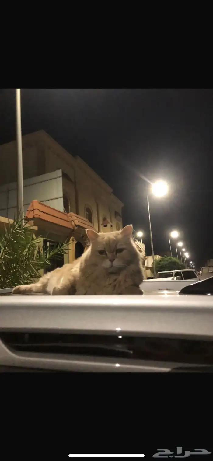 قط ضايع 1