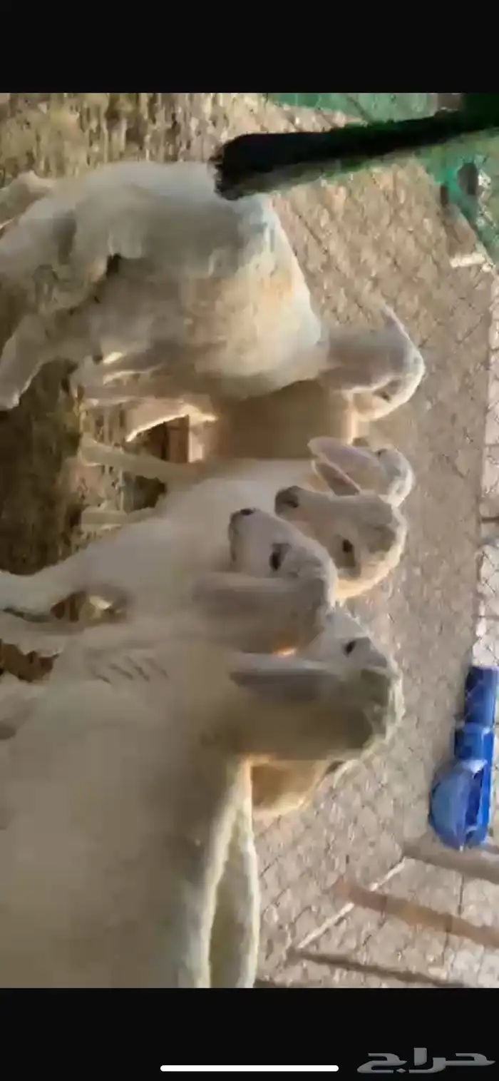 طليان للبيع بهم نضيف 1