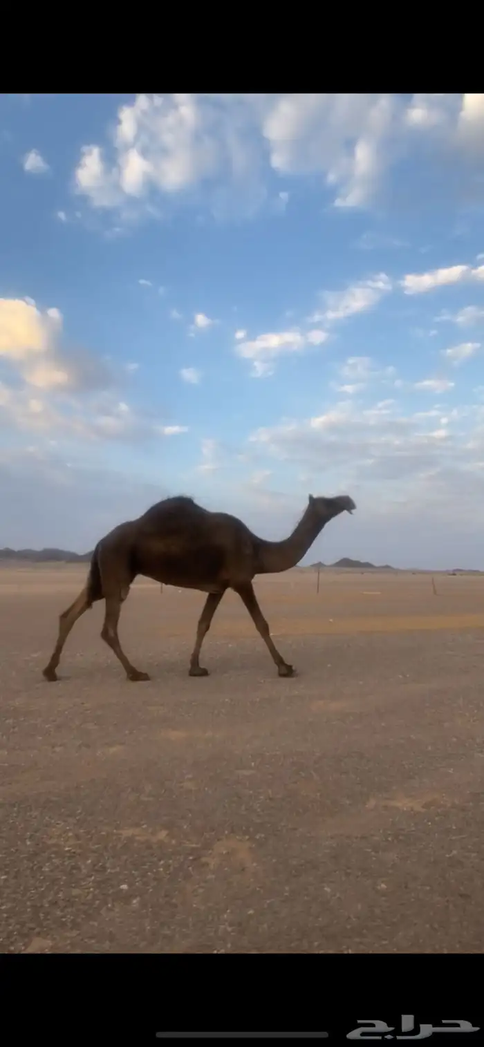 للبيع 1