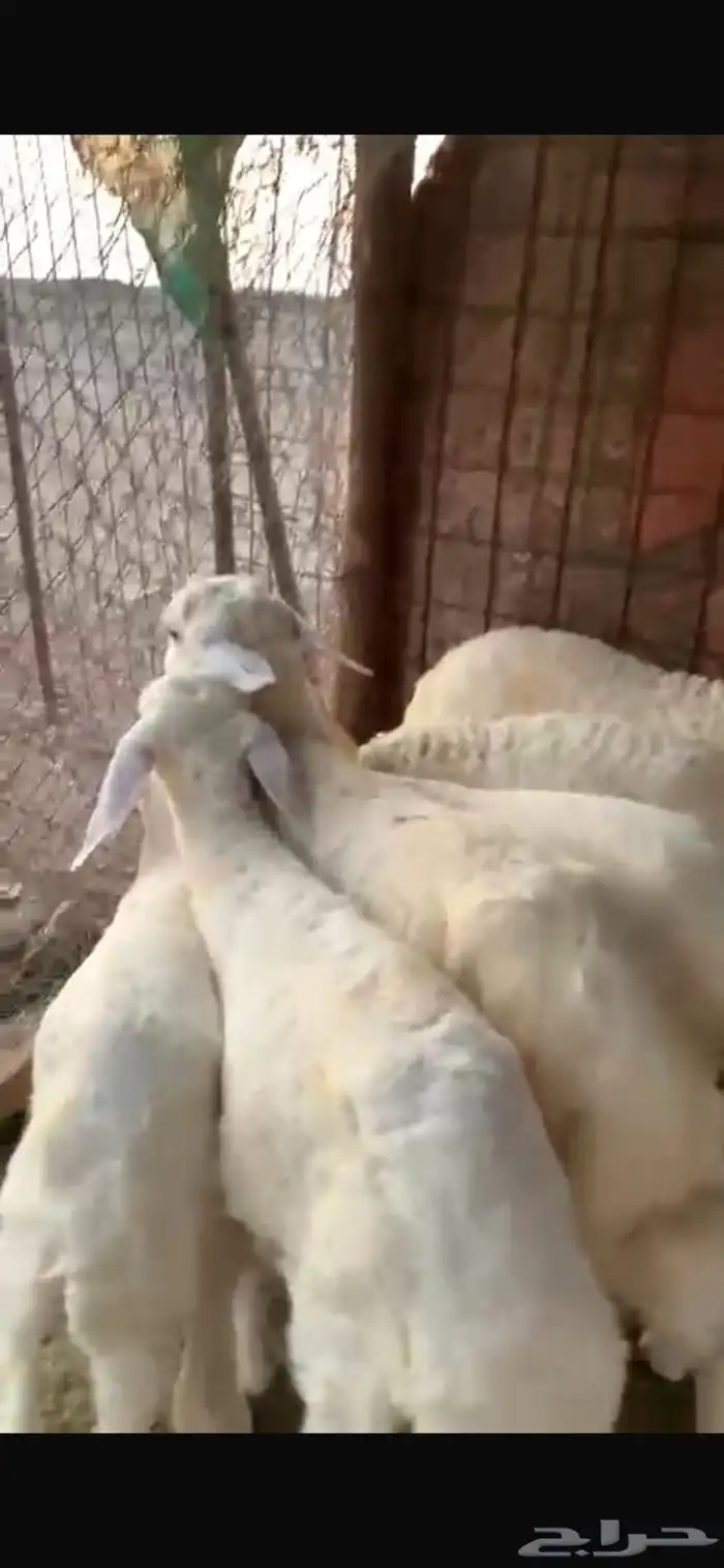 طليان للبيع بهم نضيف 3
